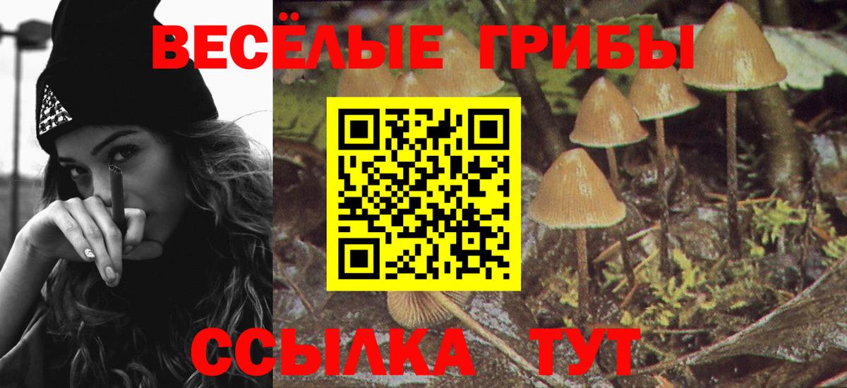 Шали  Галлюциногенные грибы Psilocybe  Вход с VPN 